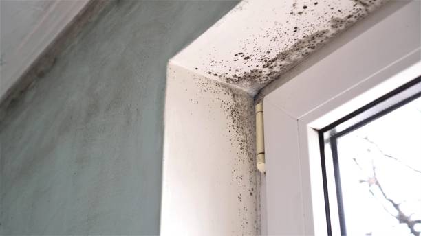 Insurance-Related Mold Remediation